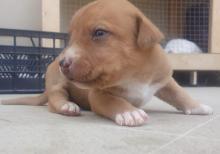 Pitbul Rednos Balaları