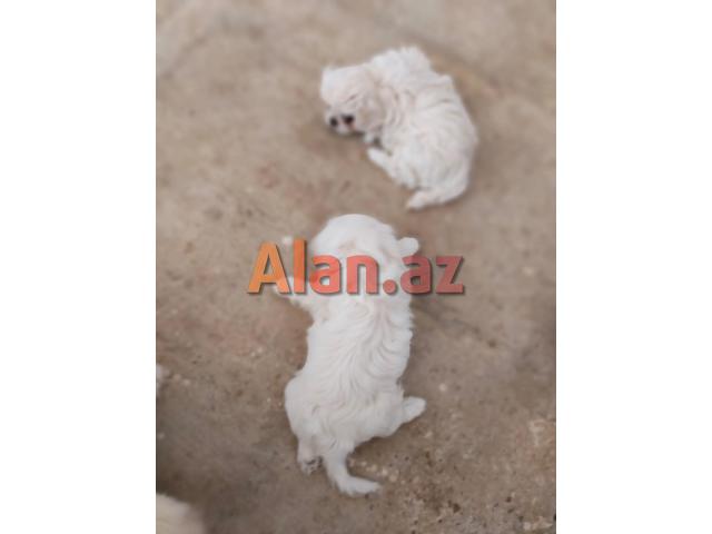 Pekines