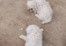 Pekines