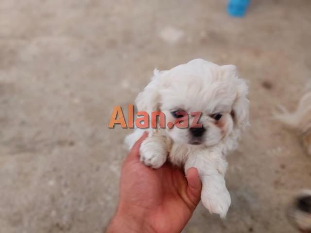Pekines