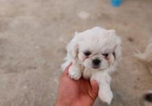 Pekines