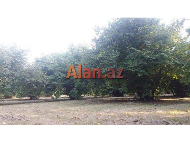 Oğuzda fındıq bağı satılır