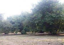 Oğuzda fındıq bağı satılır