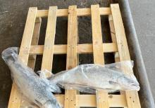 Freshfish_store Syomqa (Somon) Qizil Balig  Okeandan Tutulub  Təmizlənmiş şəkil də
