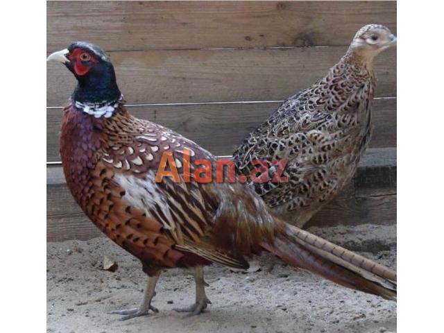 Qirqovul ve Dekorativ Quslar