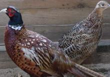 Qirqovul ve Dekorativ Quslar