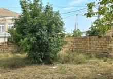 Qubada həyətyanı torpaq sahəsi satılır