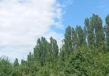 Qusarın Bədirqala kəndində həyətyanı torpaq sahəsi satılır