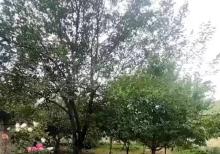 Qebelenin merkezinde torpaq