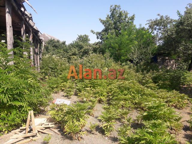 İsmayıllıda torpaq sahəsi