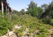 İsmayıllıda torpaq sahəsi