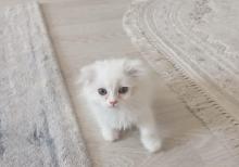 Shotland Btitan qarishiq balalar