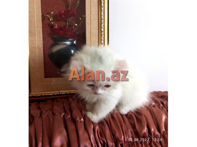 Shotland Btitan qarishiq balalar