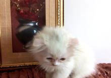 Shotland Btitan qarishiq balalar