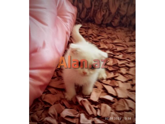 Shotland Btitan qarishiq balalar