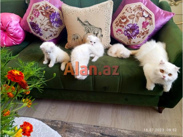 Shotland Btitan qarishiq balalar