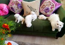 Shotland Btitan qarishiq balalar