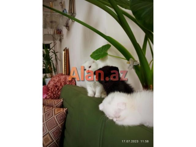 Shotland Btitan qarishiq balalar