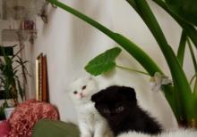 Shotland Btitan qarishiq balalar