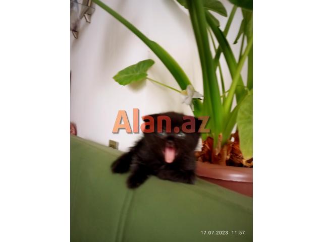 Shotland Btitan qarishiq balalar