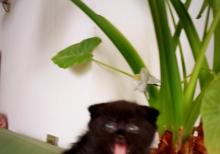 Shotland Btitan qarishiq balalar