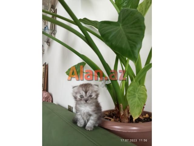 Shotland Btitan qarishiq balalar