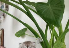 Shotland Btitan qarishiq balalar