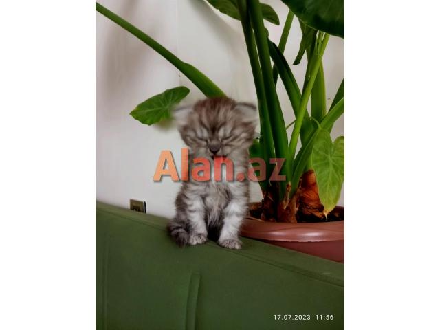 Shotland Btitan qarishiq balalar