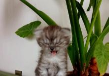 Shotland Btitan qarishiq balalar