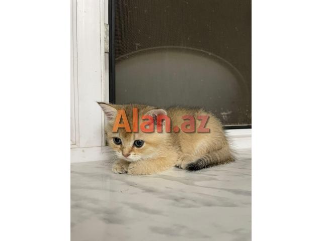 Biritan Gold Şinşilla