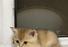 Biritan Gold Şinşilla