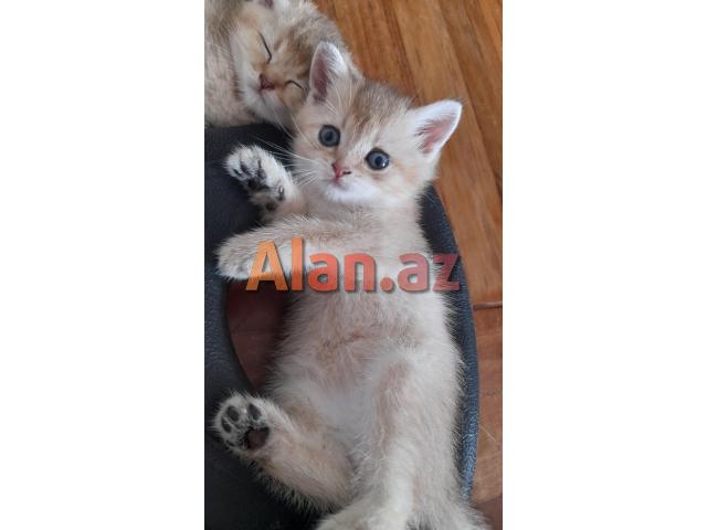 Biritan Gold Şinşilla