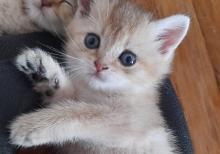 Biritan Gold Şinşilla