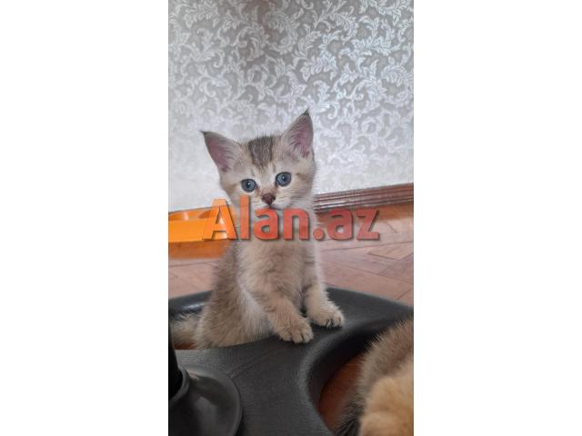 Biritan Gold Şinşilla