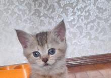 Biritan Gold Şinşilla