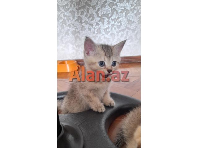 Biritan Gold Şinşilla