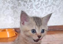 Biritan Gold Şinşilla