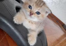 Biritan Gold Şinşilla