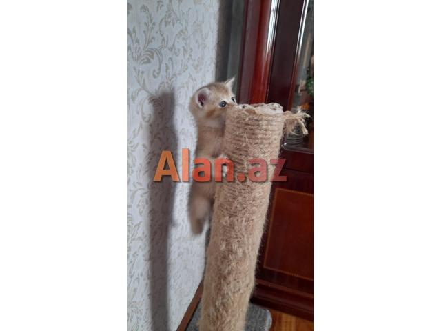 Biritan Gold Şinşilla