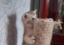 Biritan Gold Şinşilla