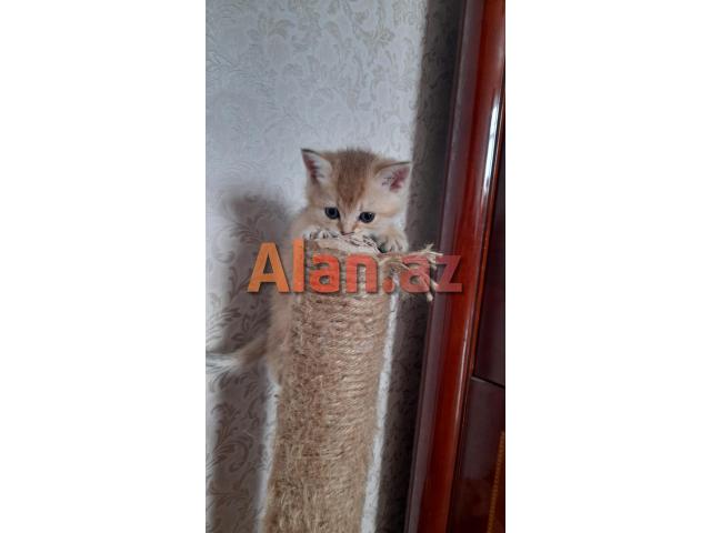 Biritan Gold Şinşilla