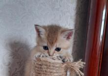 Biritan Gold Şinşilla