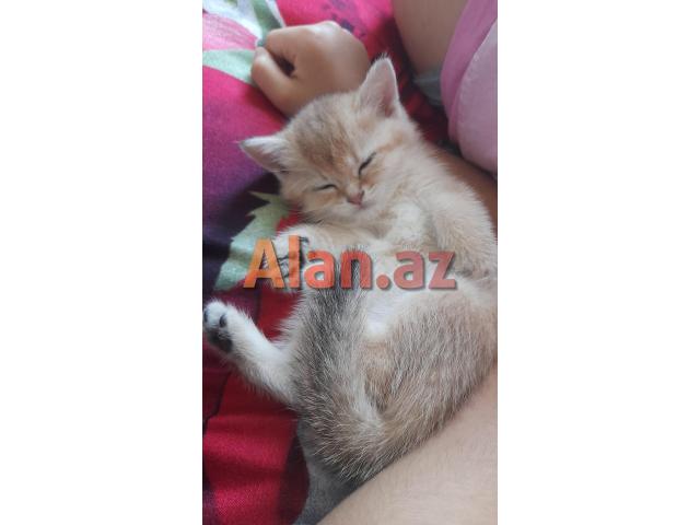 Biritan Gold Şinşilla