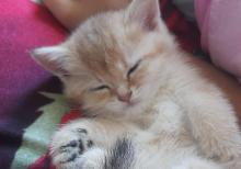 Biritan Gold Şinşilla