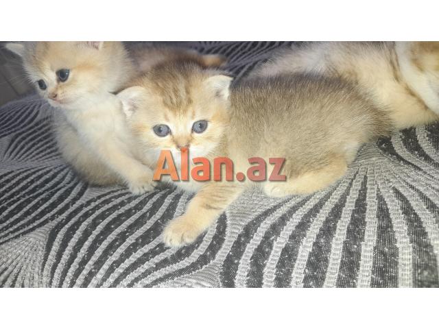 Biritan Gold Şinşilla