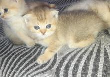 Biritan Gold Şinşilla