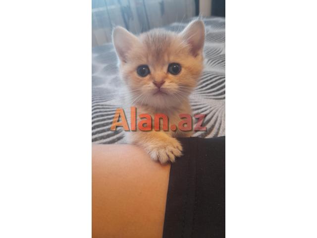 Biritan Gold Şinşilla