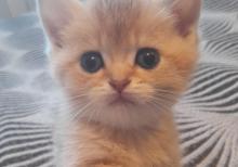 Biritan Gold Şinşilla