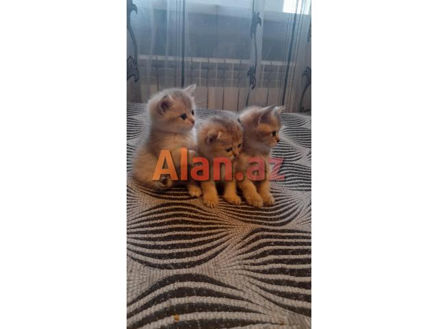 Biritan Gold Şinşilla