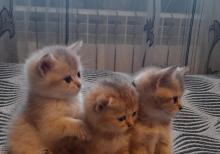 Biritan Gold Şinşilla